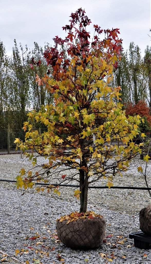 Liquidambar styraciflua 'Slender Silhouette' <span class="hidden specialOffer"></span> 250-300 cm
